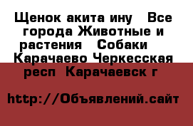 Щенок акита ину - Все города Животные и растения » Собаки   . Карачаево-Черкесская респ.,Карачаевск г.